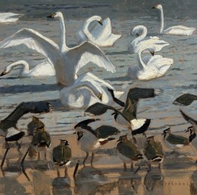 Lapwings and Bewick's Swans, oil on board - £850