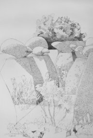 Peacock Topiary at Great dixter, pencil on paper, 18x26" - £1,600